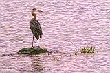 Heron In The River At Sunrise_DSCF05202